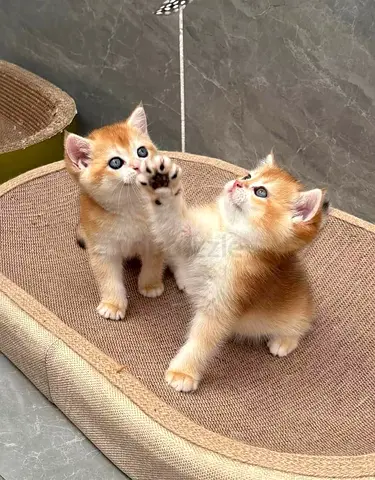 British shorthair kittens