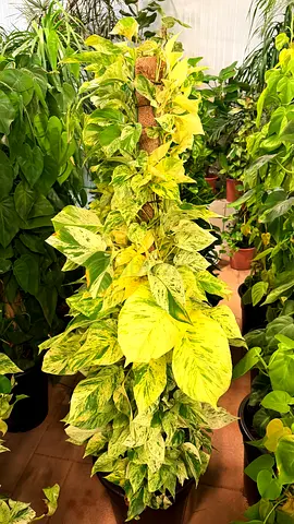 Large Variegated Pothos (Epipremnum aureum) on Moss Pole - Healthy Indoor Plant