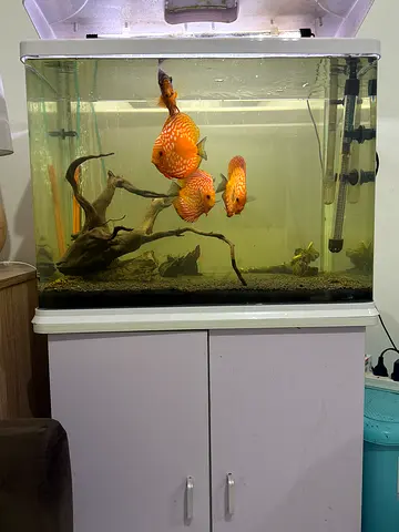 Aquarium 60CM with Cabinet
