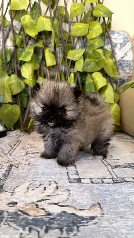 Tea cup Pomeranians