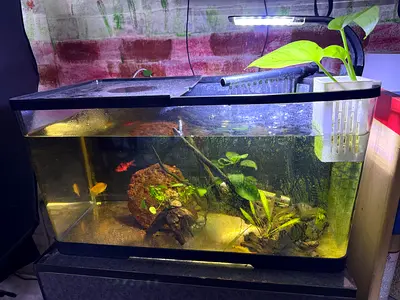 48L Aquarium with Plants, Filter and Accessories - Ready to Use