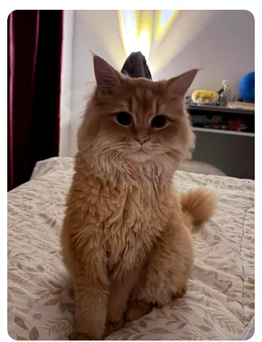 Persian cat