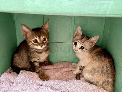 Two loving kittens