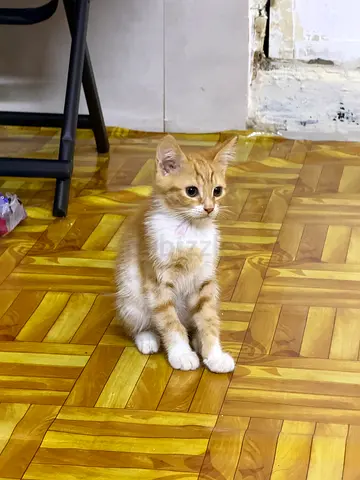 orange male kitten