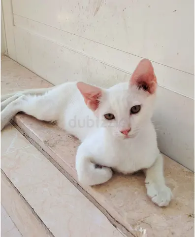kittens for free adoption