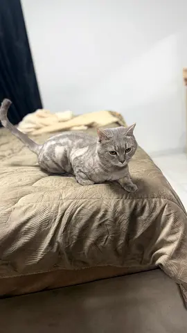 Friendly silver-tabby male cat ready for adoption