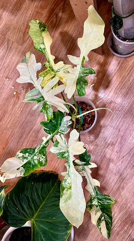 Philodendron Florida beauty x Mayoi. Aed375/-. Pickup near financial center metro. Delivery can be a