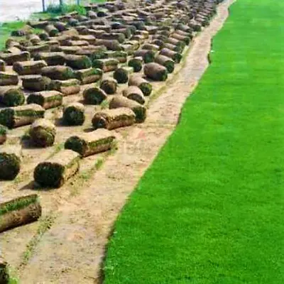 Natural grass