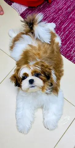 Shitzu boy puppy Available