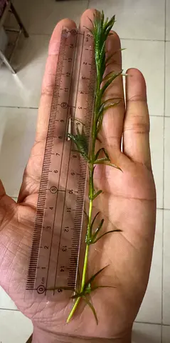 Guppy Grass plant