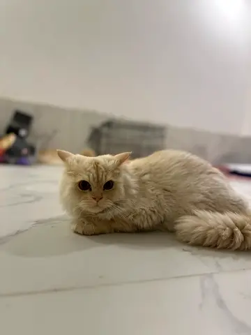 Gentle cream Persian kitten available for adoption. 2 years old, male, not neatured. Beautiful