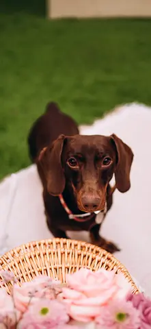 Dachshund up for adoption