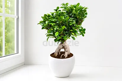 Premium Ficus Bonsai in White Ceramic Pot