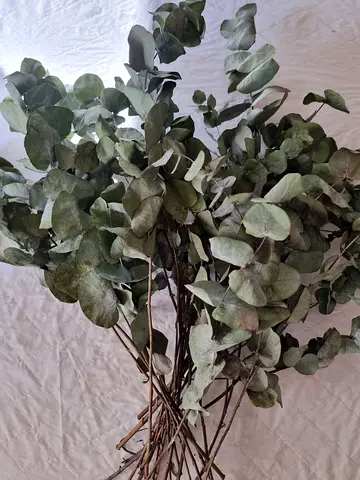 Bundle of Dried Eucalyptus Stems — Natural Home Décor