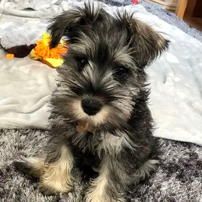 Miniature Schnauzer puppies