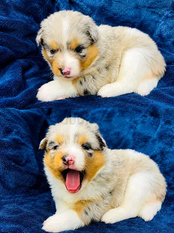 25-Day-Old Australian Shepherd Puppies