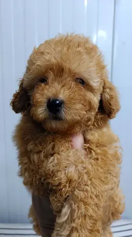 Cute tiny apricot Poodle puppy - ready for a loving home