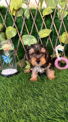 Teacup Yorkshire puppies