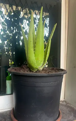 Healthy Aloe Vera Plant in Pot — Ready to Move