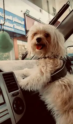 I have dog if someone interested dm ne