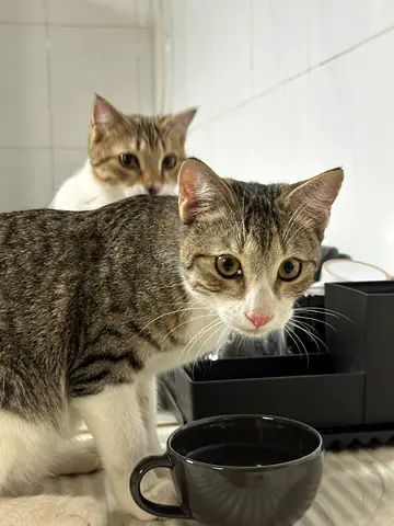 pet for free adoption