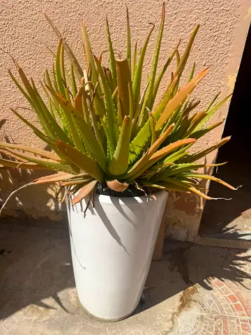 Large Potted Aloe Vera Plant in White Planter - Indoor/Outdoor