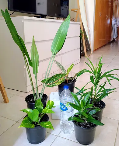 Collection of 5 indoor potted plants - mixed foliage, ready to rehome