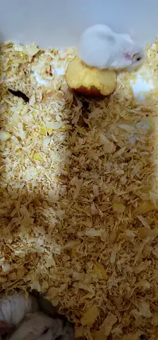 Hamster baby
