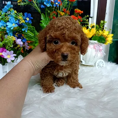 Poodle puppies