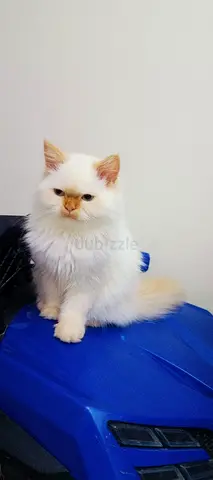 Pets
