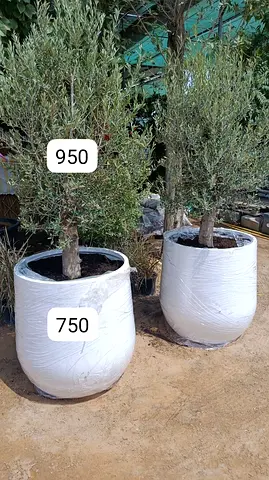 Pair of large potted olive trees in white planters