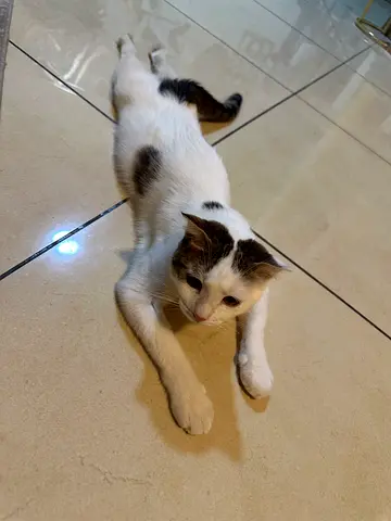Friendly young white-and-tabby cat available for adoption FREE OF CHARGE
