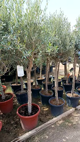 Olea europaea