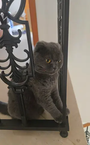 Female grey scottish fold for adoption