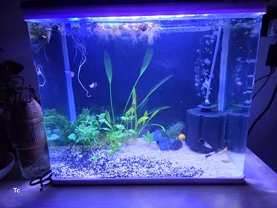 Aquatium fish tank