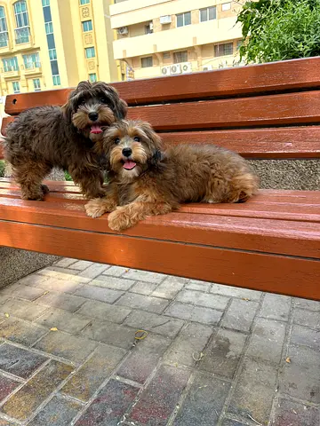 Pets
