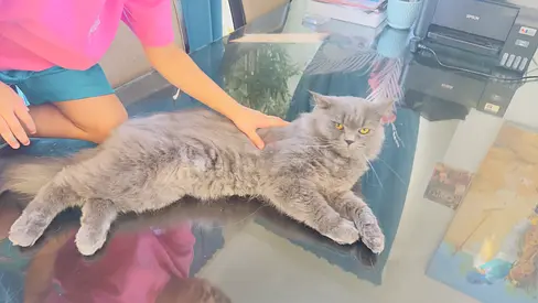 Persian Cat for adoption