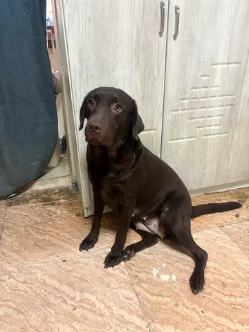 Labrador Retriever for adoption