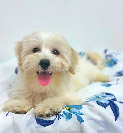 Friendly small white puppy — ready for a loving home