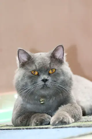 Cats for adoption