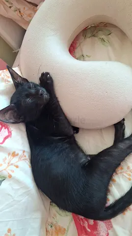 For free adoption, Female kitten 2.5 months old