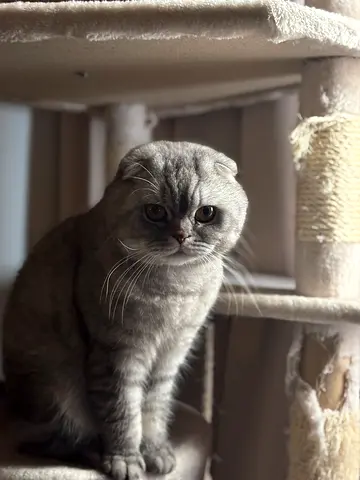 Absi and jejo two Scottish Fold cats available for free adoption - 6 years old and 4 years old.