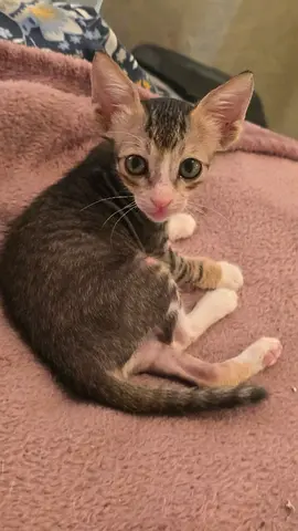 4 Kittens (all siblings, orphans) NEED A HOME!