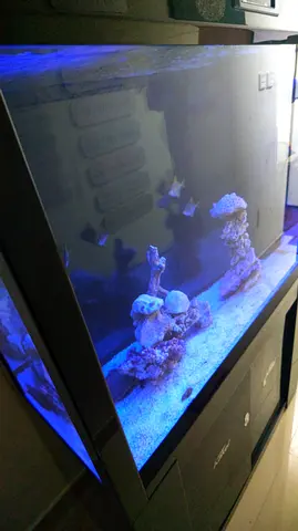 Saltwater Marine Aquarium