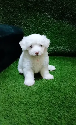 Maltese puppy