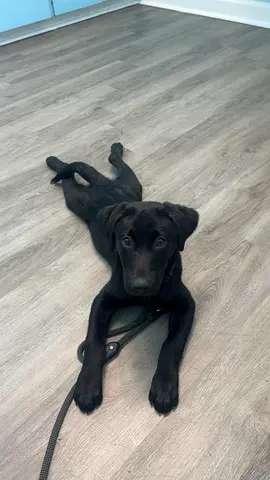 Pure Black Labrador Retriever puppy