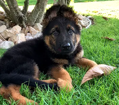 Young German Shepherd Puppy - Friendly, Healthy, Ready for New Home