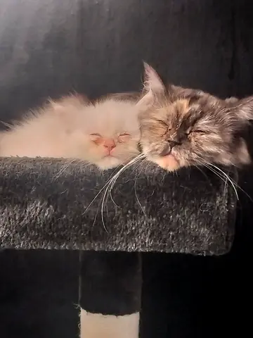 Two friendly mother & son cats looking for a new home