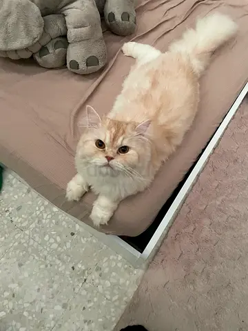 Cute Neutered Male Cat, 2 Year old persian cat