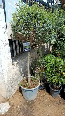 Potted small ornamental tree (round canopy) - good condition